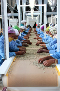 Kahvi on Etiopian tärkein vientituote. Liukuhihnalla kahvinpavuista erotetaan pois huonot pavut. Kuva Addis Abeban liepeillä sijaitsevasta Oromia Coffee Farmers -osuuskunnasta.