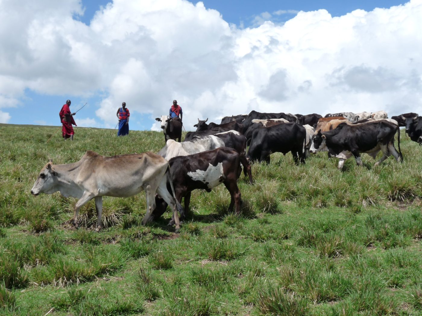 Kolme masaiasuun pukeutunutta paimentolaista vartioi lehmiä vihreällä laitumella.