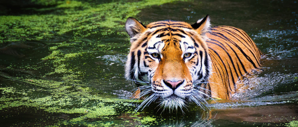 Tiikeri ui vedessä