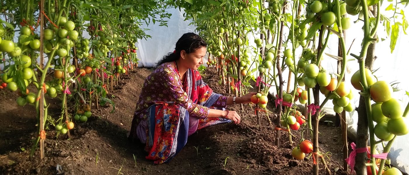 Nainen hoitaa tomaattiviljelmiä kasvihuoneessa.