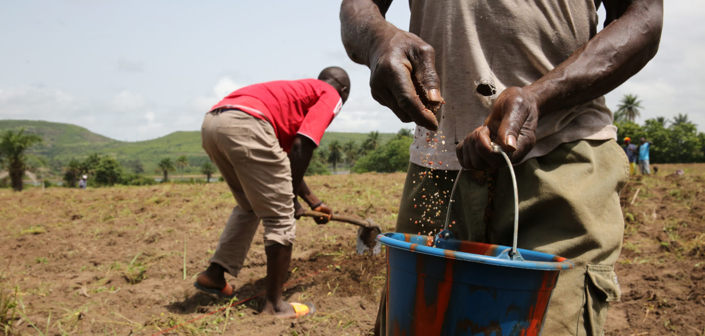 Miehet istuttavat maissinsiemeniä pellolla Ghanassa