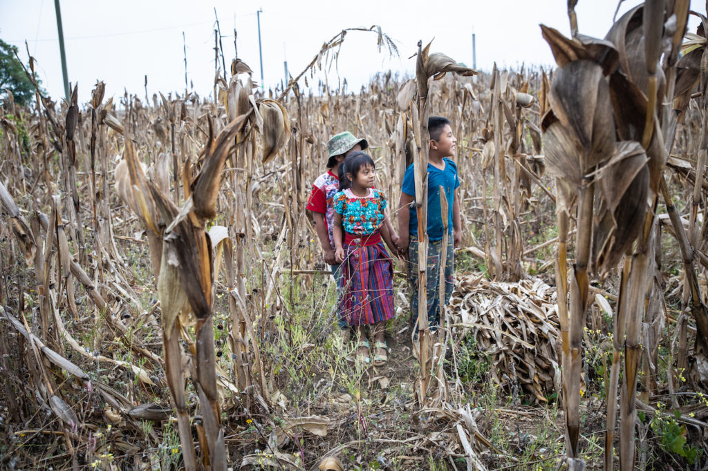 Tyttö ja kaksi poikaa seisovat kuivalla maissipellolla.