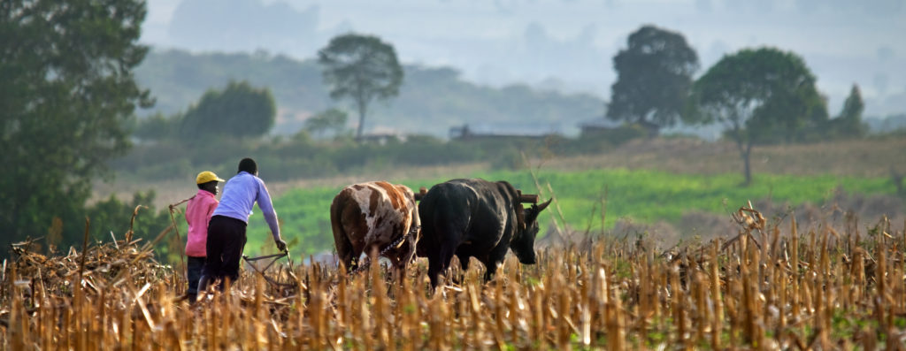 Kaksi miestä kyntää kahdella härällä peltoa Afrikassa.