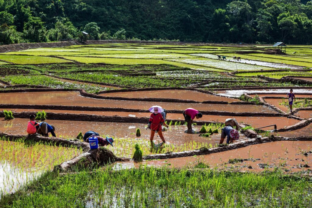 Veden peittämiä riisipeltoja Thaimaassa.