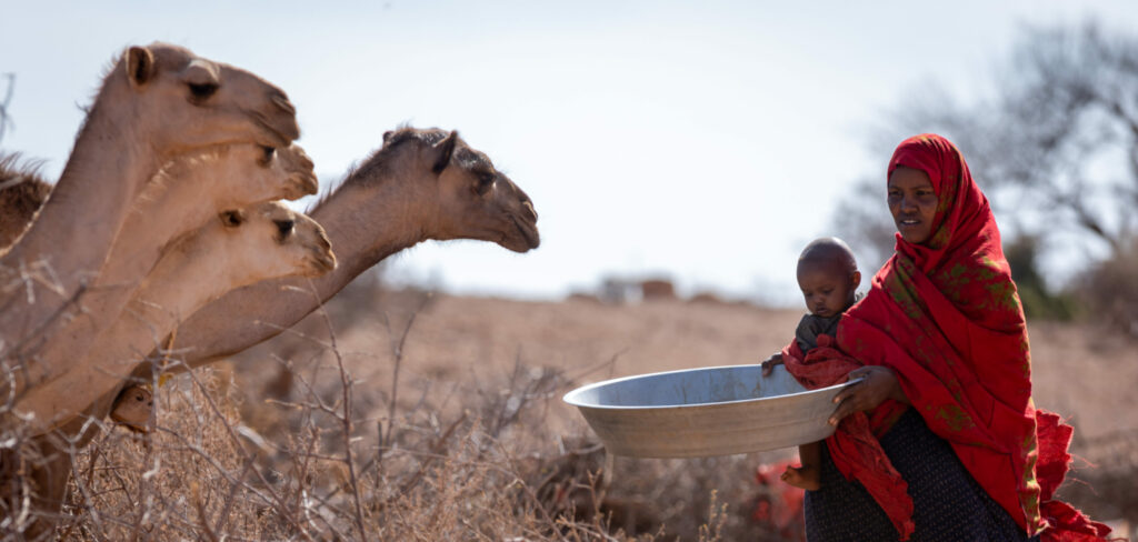 Vasemmassa laidassa neljän kamelin päät, oikealla nainen lapsi sylissään ojentaa kameleille vatia.