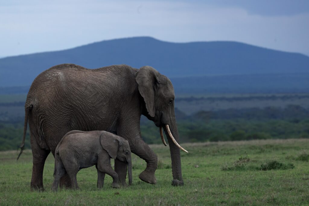 Iso norsu ja sen poikanen tallustavat, taustalla vuoren siluettia.