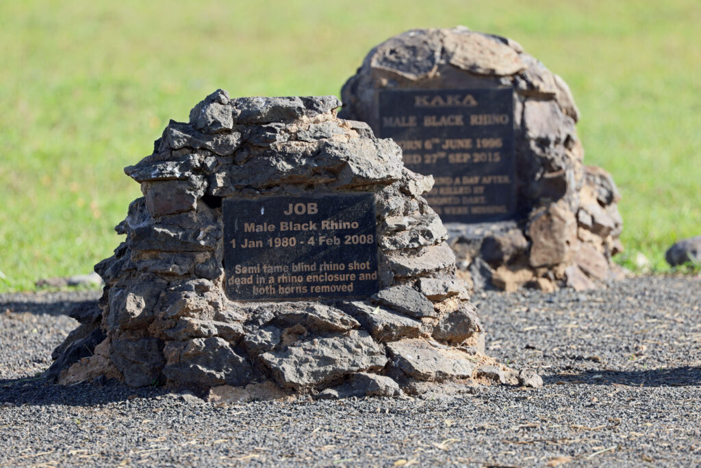 Kaksi hautakiveä, joissa on muistolaatat sarvikuonoista.
