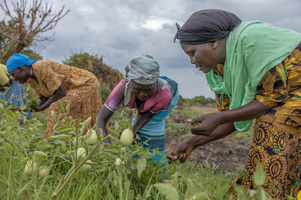 Kolme naista poimii vihreitä tomaatteja pellolla.