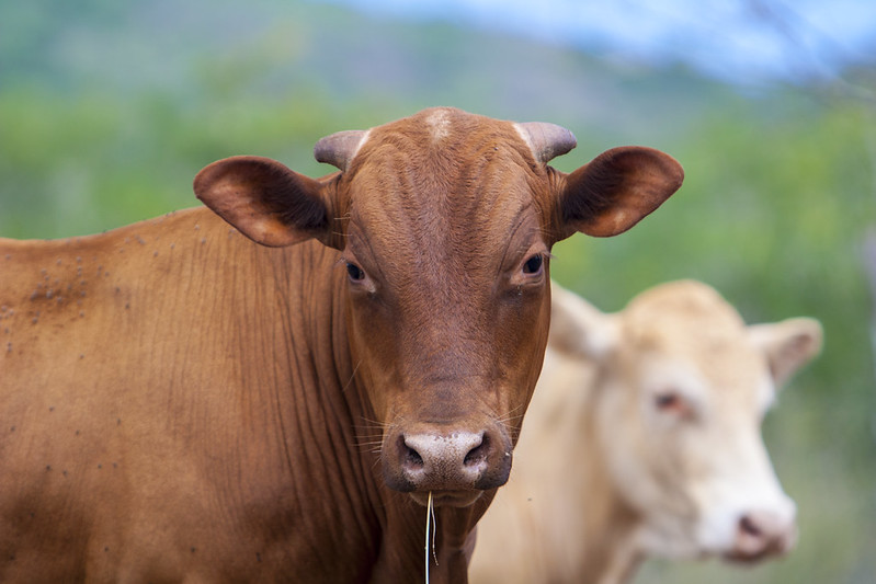Ruskea lehmä katsoo kohti, taustalla vaaleampi lehmä.